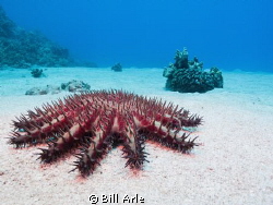 Crown of Thorns.  Big Island, HI.  Canon G10. by Bill Arle 
